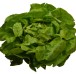 frischer Salat frischer Salat