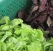 frischer Salat - verschiedene Sorten