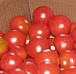frische Tomaten frische Tomaten