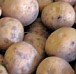 frische Kartoffeln frische Kartoffeln
